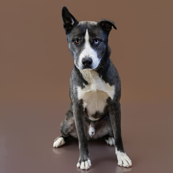 Photo of Rusty, adoptable Siberian Husky cross in Lawrenceville, Georgia