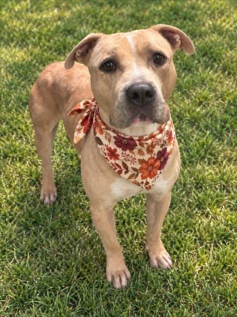 Photo of Mya, adoptable Pit Bull Terrier in Clinton Township, Michigan