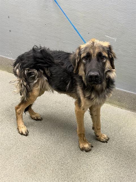 Photo of Jack Skellington, adoptable German Shepherd Dog in Las Vegas, Nevada