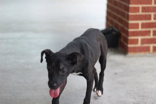 Photo of Orchid, adoptable American Staffordshire Terrier in Grand Prairie, Texas