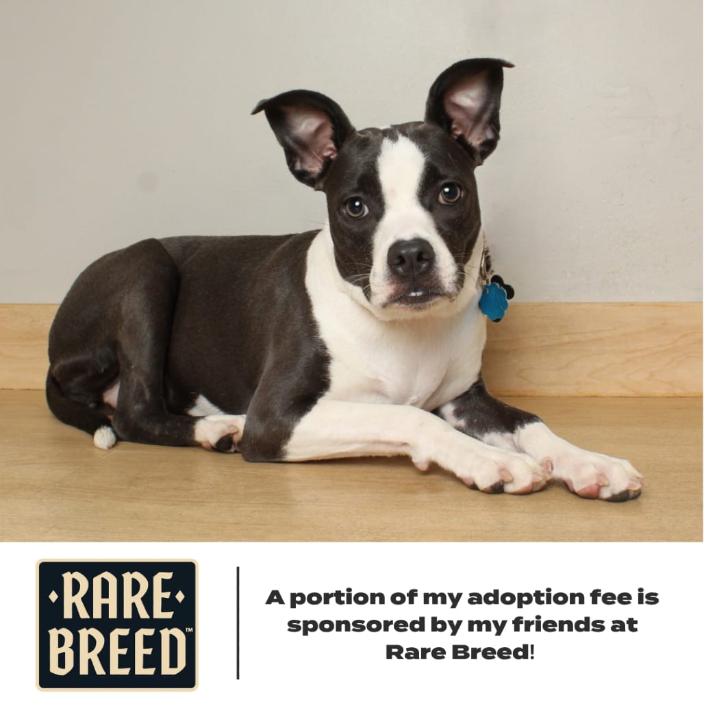 Photo of Maddi D67403, adoptable Whippet / Terrier in Minnesota, Minnesota