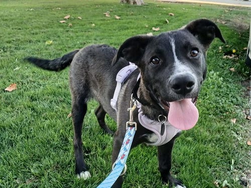 Photo of Bolt, adoptable Australian Cattle Dog/Blue Heeler in Martinez, California