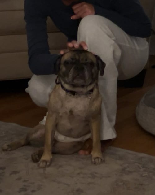 Photo of Pop - perfect pug, adoptable Pug in Oakhurst, New Jersey