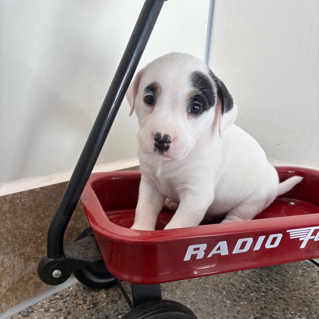 Photo of Baby Sun, adoptable Terrier, American Pit Bull / Mix in Kanab, Utah