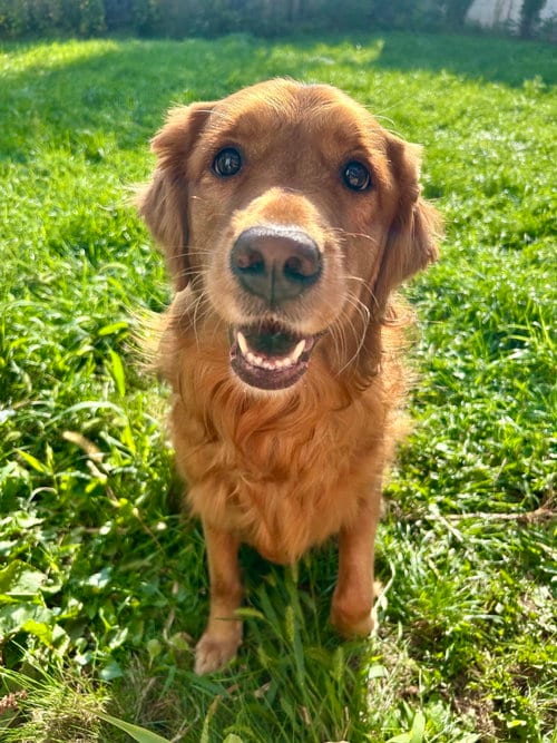 Photo of Ruby, adoptable Golden Retriever in St. Louis Park, Minnesota