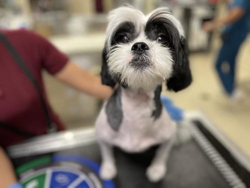 Photo of Tommy, adoptable Maltese in Riverside, California