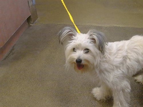 Photo of Prissy, adoptable Maltese in Sacramento, California