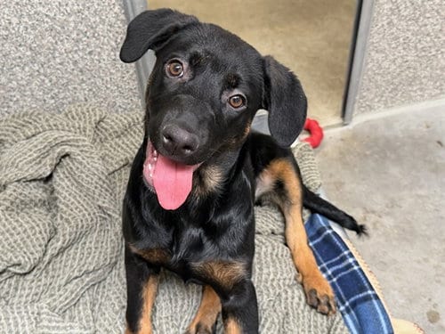 Photo of Jinx, adoptable Rottweiler in Santa Rosa, California