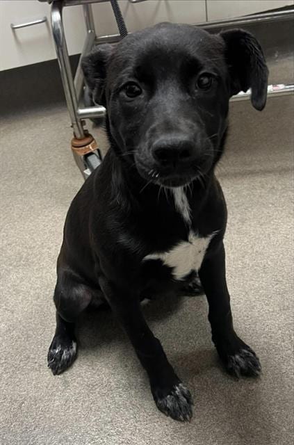 Photo of May, adoptable Labrador Retriever in HESPERIA, California