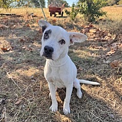 Photo of Kiara, adoptable French Bulldog in East Hartford, Connecticut
