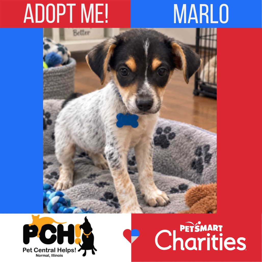 Photo of Marlo, adoptable Collie, Border / Cattle Dog, Australian (Blue Heeler) in Normal, Illinois