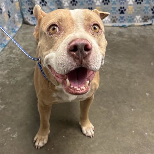 Photo of Harvey, adoptable American Bulldog in Rosenberg, Texas