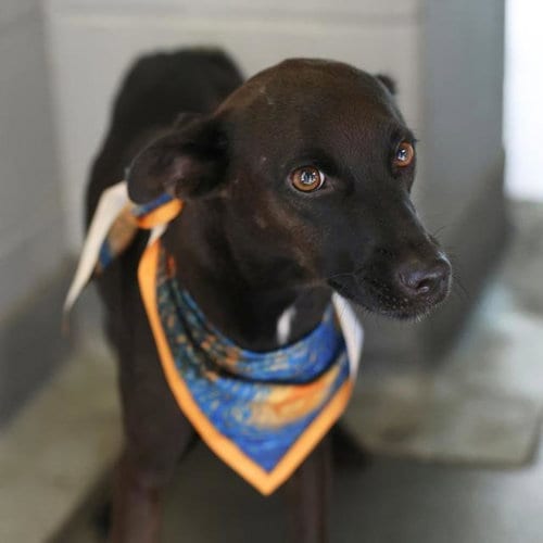 Photo of Lana, adoptable Terrier in San Antonio, Texas