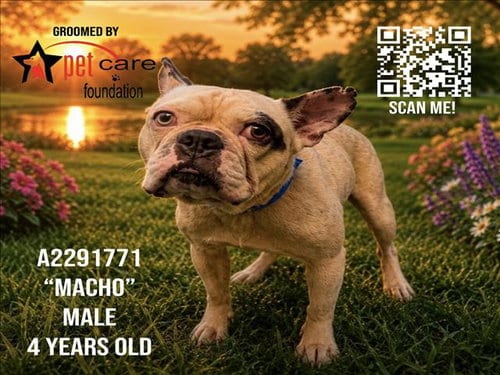 Photo of Macho, adoptable French Bulldog in Los Angeles, California