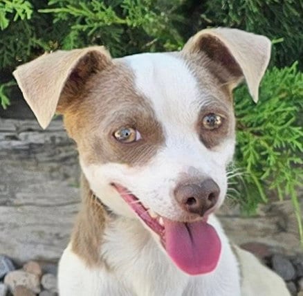 Photo of Tantalizing Lil Mr Tango ~ Silly Sweet Rattie, adoptable Rat Terrier in Albuquerque, New Mexico