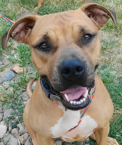 Photo of Reya, adoptable Terrier in Frankston, Texas