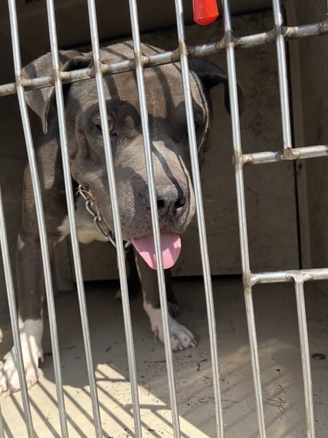 Photo of Merlin, adoptable American Pit Bull Terrier in Oklahoma City, Oklahoma