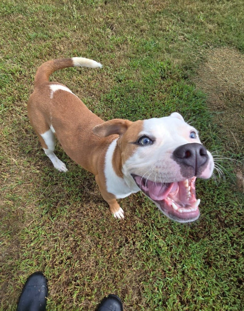 Photo of Chef, adoptable Mixed Breed in Douglasville, Georgia
