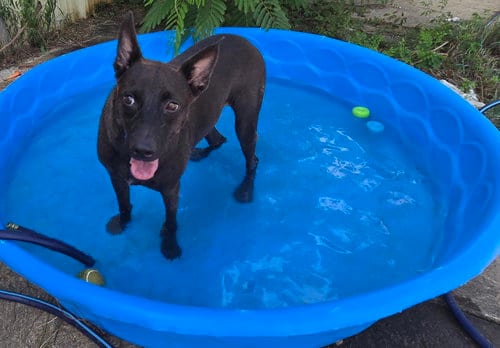 Photo of Casey Jones, adoptable Black Labrador Retriever in Jackson, Mississippi