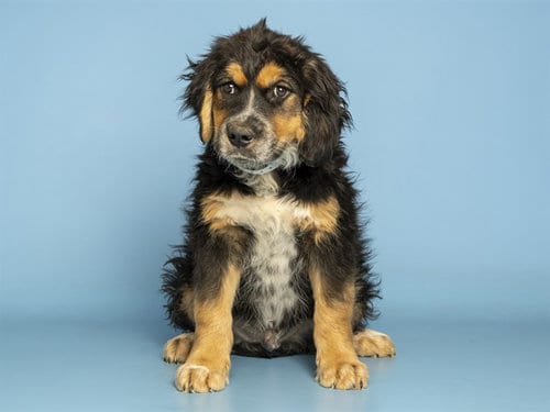 Photo of Sasquatch, adoptable Australian Cattle Dog/Blue Heeler in Phoenix, Arizona