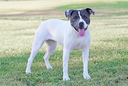 Photo of Lucy Lulu, adoptable American Pit Bull Terrier in Albuquerque, New Mexico