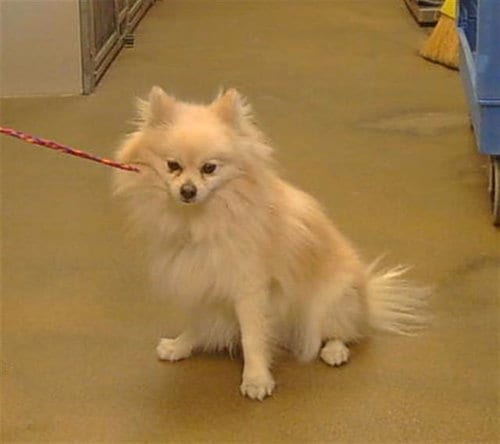 Photo of A928556, adoptable Pomeranian in Sacramento, California