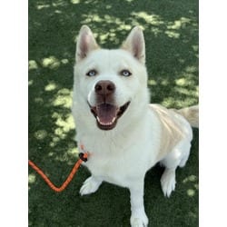 Photo of Wuero, adoptable Husky in Chatsworth, California
