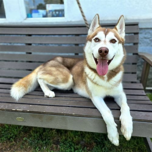 Photo of Tillamook, adoptable Husky in Long Beach, California