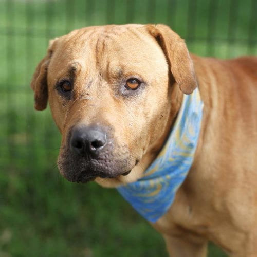 Photo of Franco Irons, adoptable American Staffordshire Terrier in San Antonio, Texas