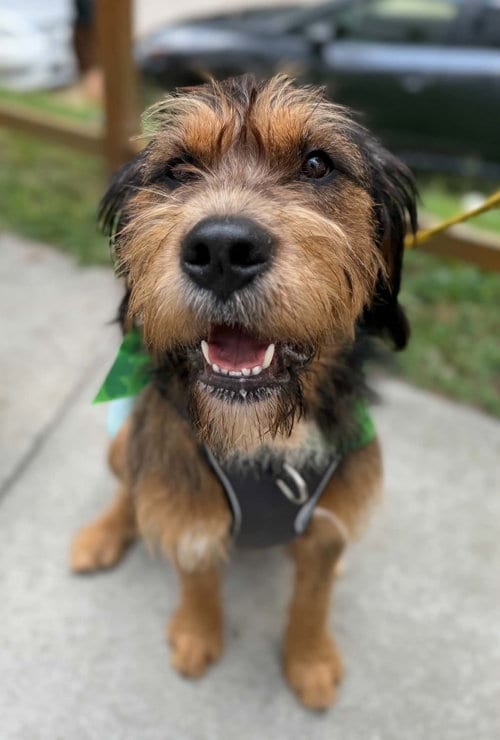 Photo of Walter, adoptable Terrier in Greenville, South Carolina
