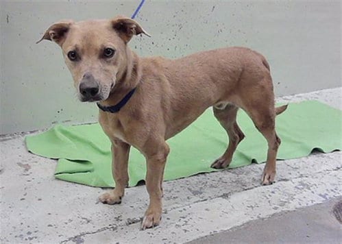 Photo of Ice, adoptable Golden Retriever in Houston, Texas