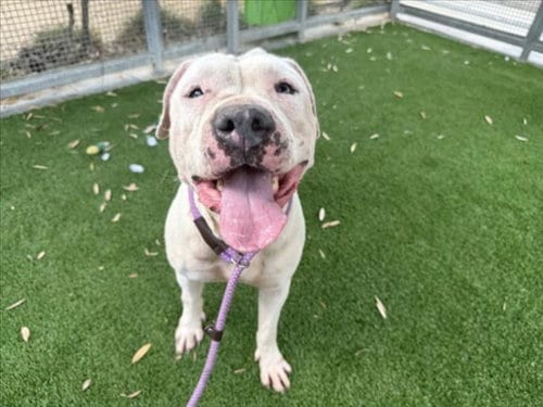 Photo of Bonnie, adoptable Pit Bull Terrier in Los Angeles, California
