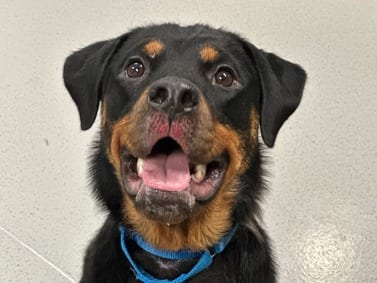 Photo of Hollie, adoptable Rottweiler in Hillsboro, New Hampshire
