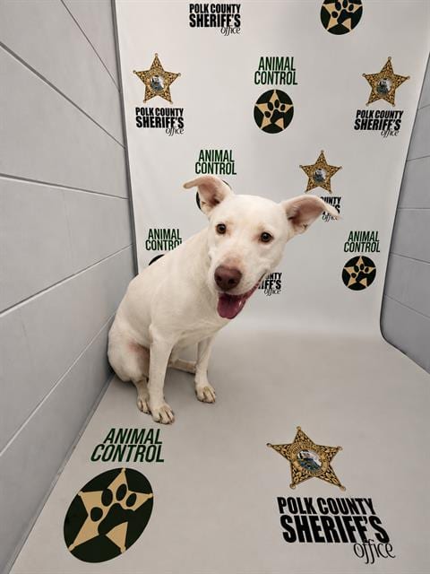 Photo of Isla, adoptable Bulldog in Winter Haven, Florida