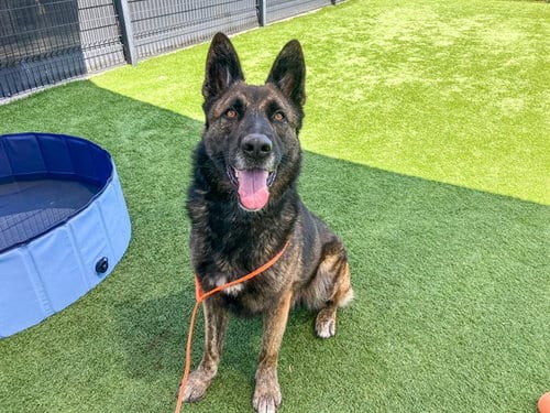 Photo of Lobo, adoptable German Shepherd Dog in Orange, California