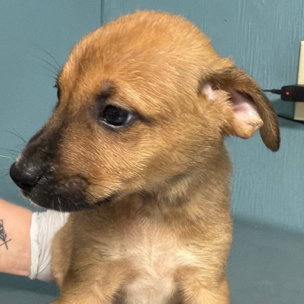 Photo of Love, adoptable Mixed Breed (Medium) in Colville, Washington