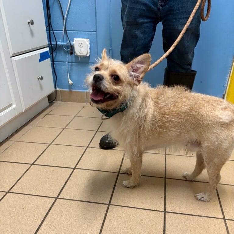 Photo of Nugget, adoptable Terrier / Mixed Breed (Small) in Fort Pierce, Florida