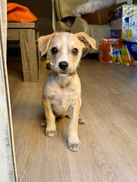Photo of Bambi, adoptable Terrier (Unknown Type, Small) in Eugene, Oregon