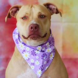 Photo of Smillie JuM, adoptable American Pit Bull Terrier Mixed Breed (Medium) in Hartford, Connecticut