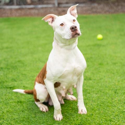 Photo of Bonnie, adoptable Pit Bull Terrier in Camarillo, California