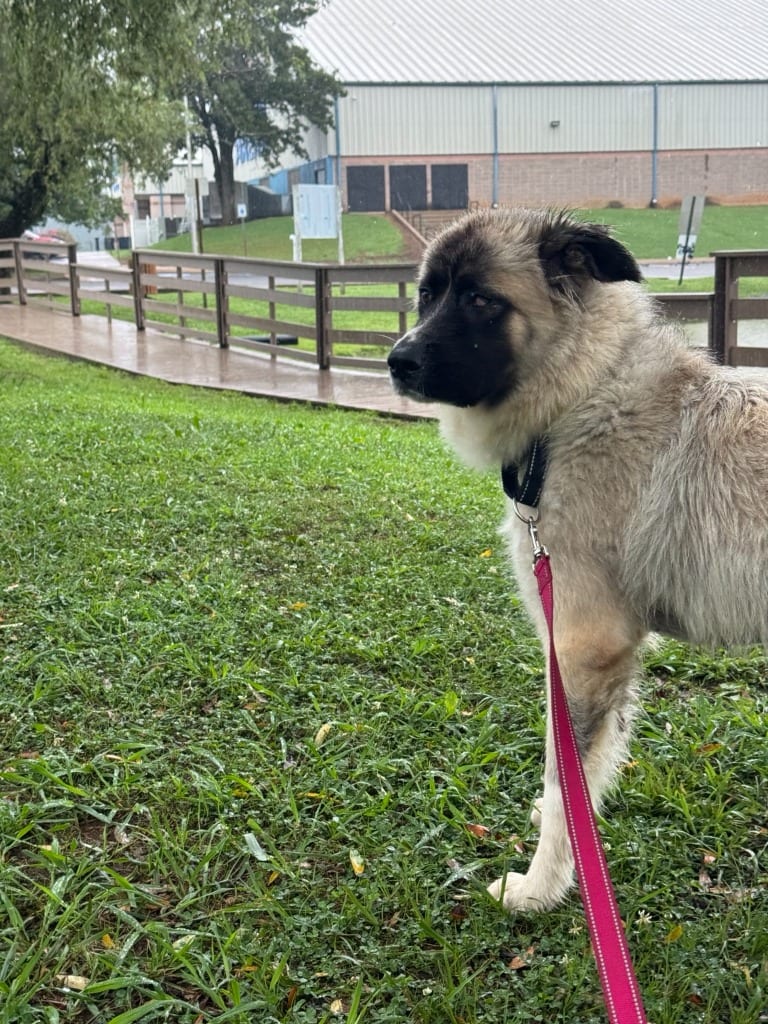 Photo of Magnolia AKA Maggie, adoptable Great Pyrenees in East Ridge, Tennessee
