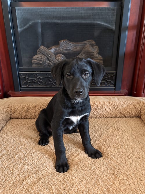 Photo of Doyle / Hope, adoptable Labrador Retriever in Broomfield, Colorado