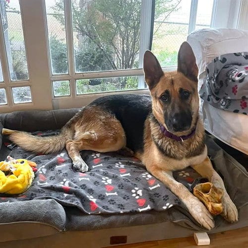 Photo of Chippy, adoptable German Shepherd Dog in Camarillo, California