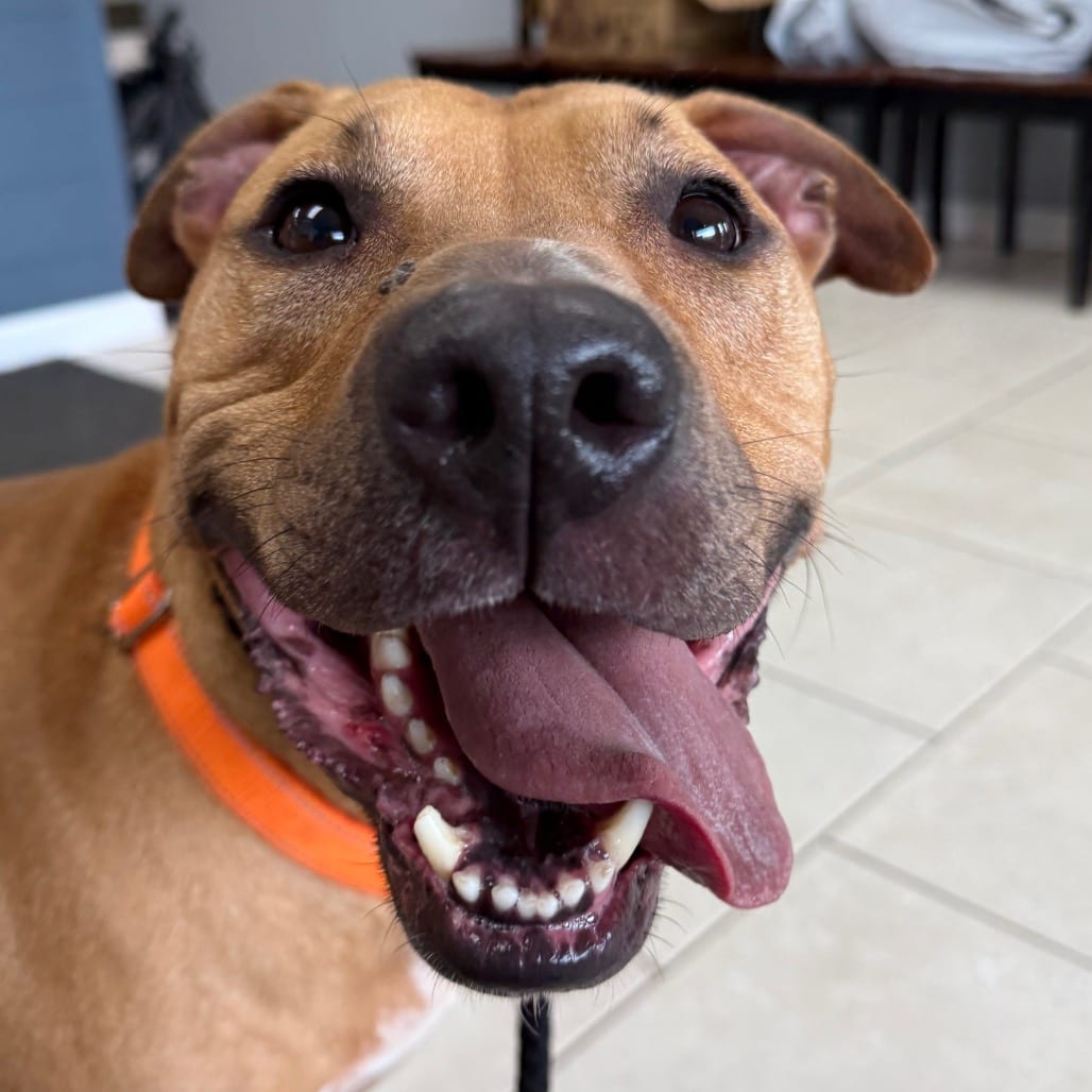 Photo of Zero, adoptable Chinese Shar-Pei / Terrier, American Staffordshire in Patchogue, New York