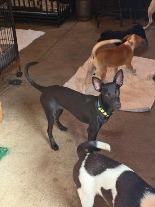 Photo of Morena, adoptable Terrier in Albion, New York