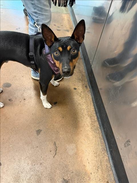 Photo of Roscoe, adoptable Australian Kelpie in Van Nuys, California