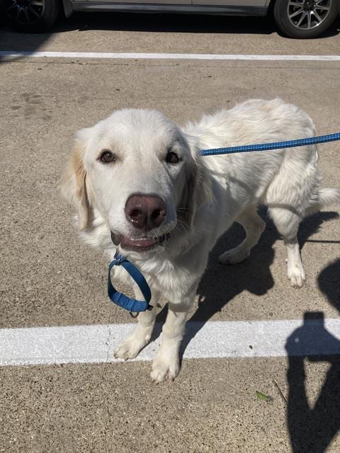 Photo of Guppy, adoptable Mixed Breed and Great Pyrenees