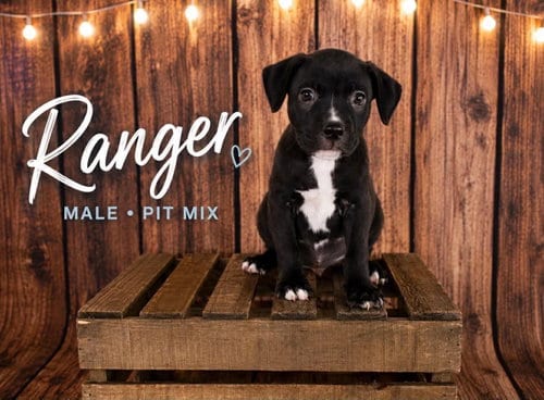 Photo of Ranger (Gatsbys litter), adoptable American Staffordshire Terrier in Holly Springs, North Carolina