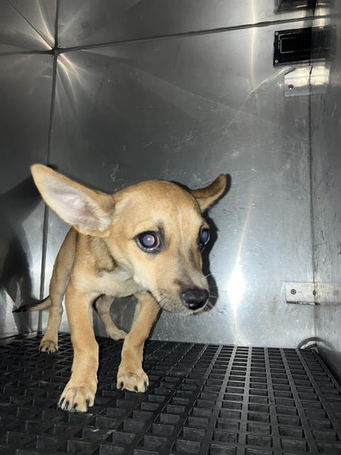 Photo of Pablo, adoptable Chihuahua in Dallas, Texas