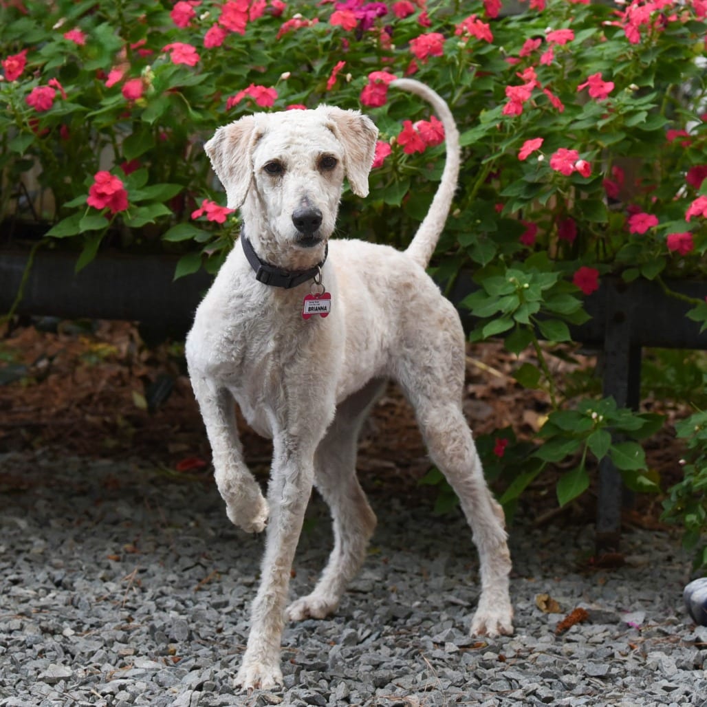 Photo of Brianna, adoptable Poodle in Wake Forest, North Carolina